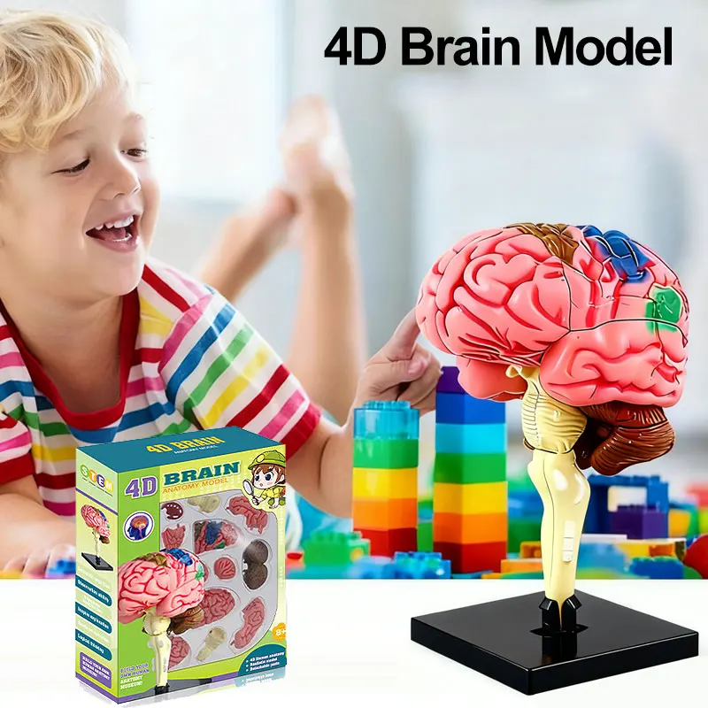 

Разобранная модель человеческого мозга 4D структура человеческого мозга анатомия медицинский обучающий инструмент