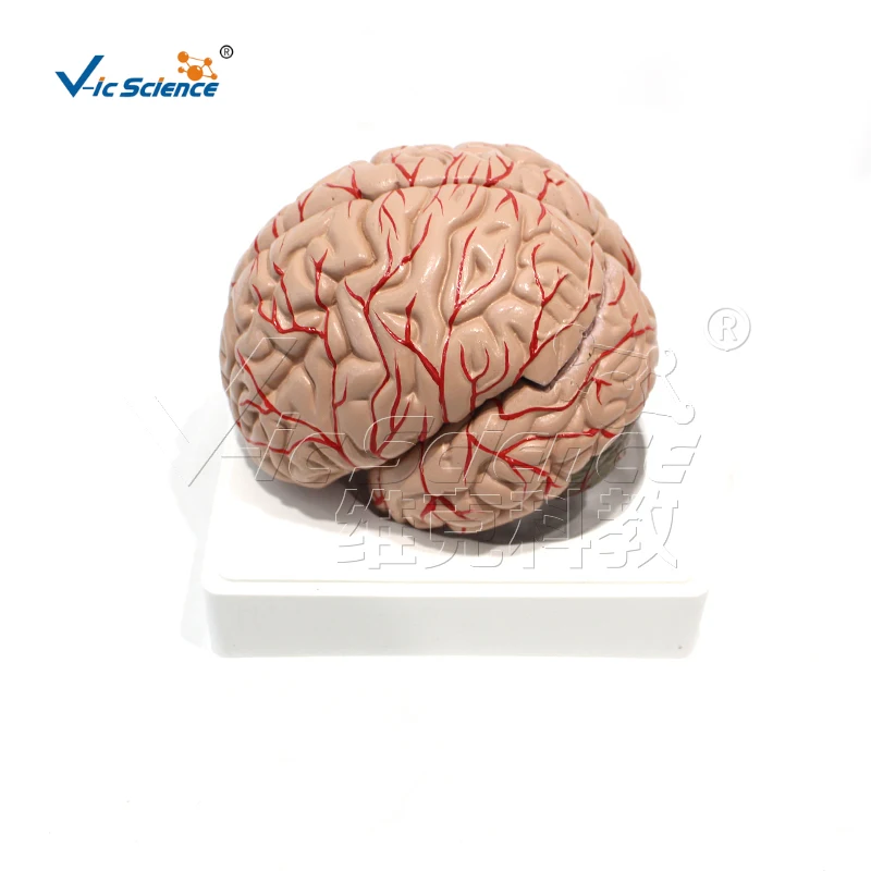 

Anatomical model of cerebral accessory arteries and nerves