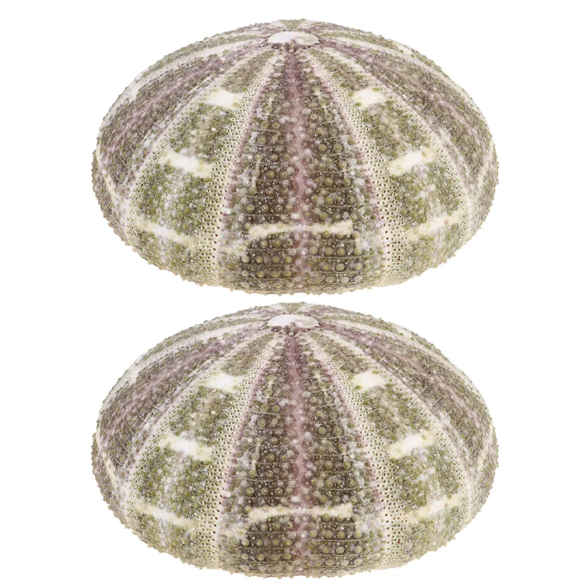 

2Pcs Sea Urchin Shells Natural Dried Shell Ornament Small Planting Holder for Air Plants Succulents Desktop Decor Home Office