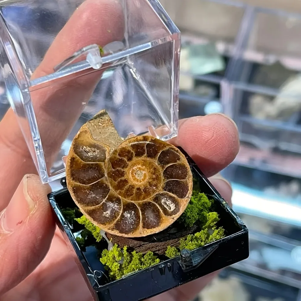 Juego de Cristales Naturales en Rodajas, Especímenes Minerales, Piedras Preciosas, Regalos de Sanación, Fengshui, Piedra en Bruto, Elección para Principiantes Coleccionistas de Minerales