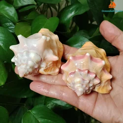 2 PC Pink Fighting Conch Natural Sea Shells Wedding Home Decorations Fish Tank Vase Filler (7cm-9cm)