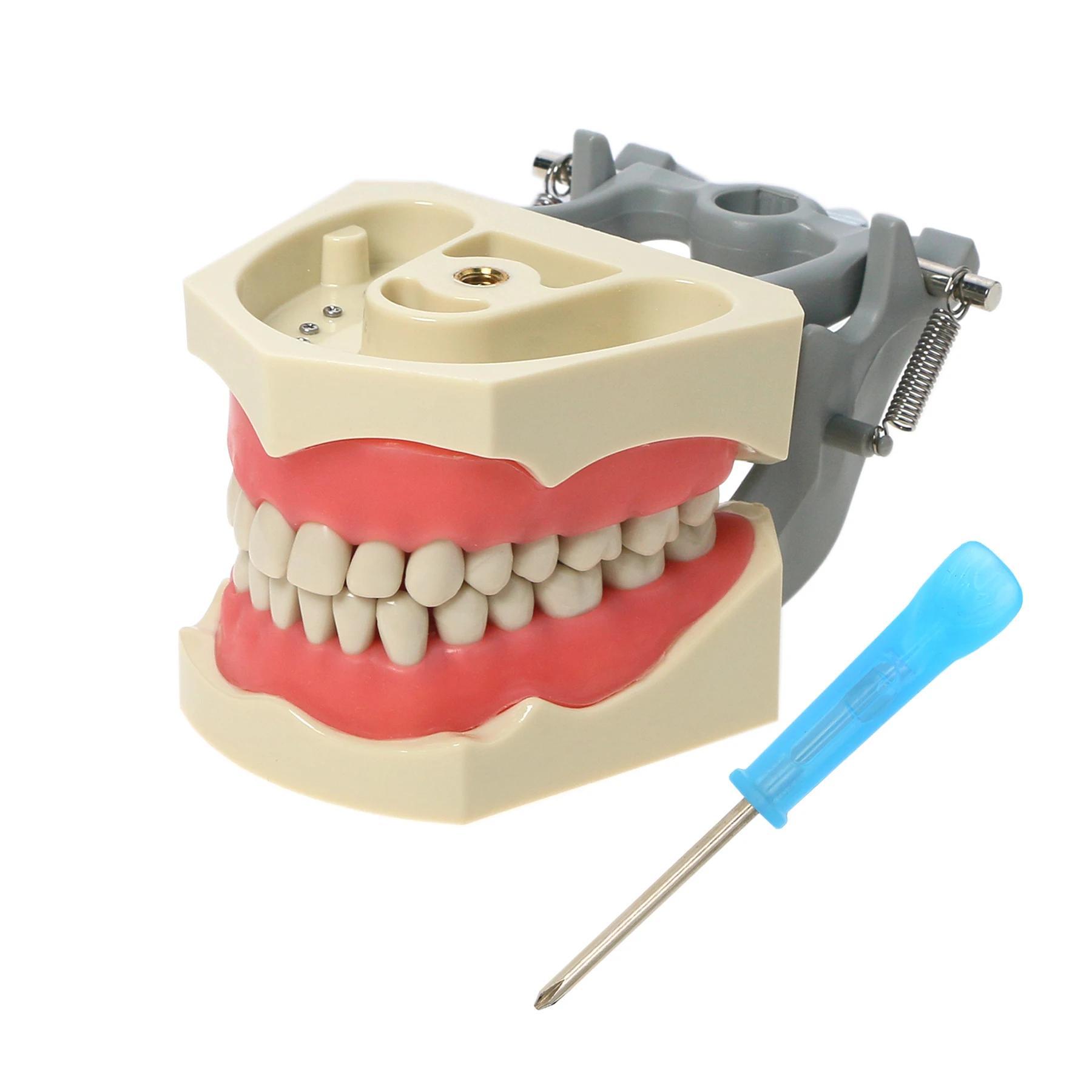 Columbia Dentoform 860 Serise Fit Detal Typodont Practicie 32Pcs Removable Screw-in Teeth Model Soft Gum Gingiva Pole Mount