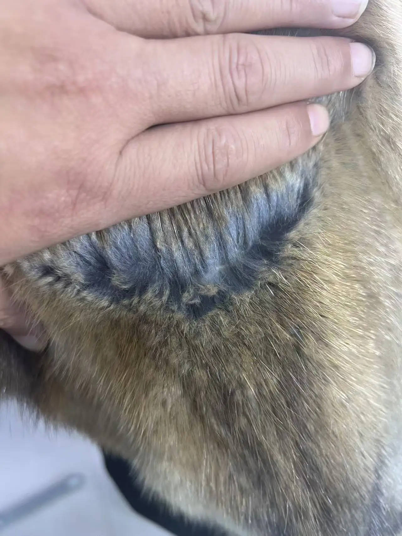 جديد إمرأة حقيقي طبيعي المسك الفئران معطف جودة عالية حقيقية الشتاء الفاخرة الإناث سترة ملابس خارجية طويلة الأكمام #5