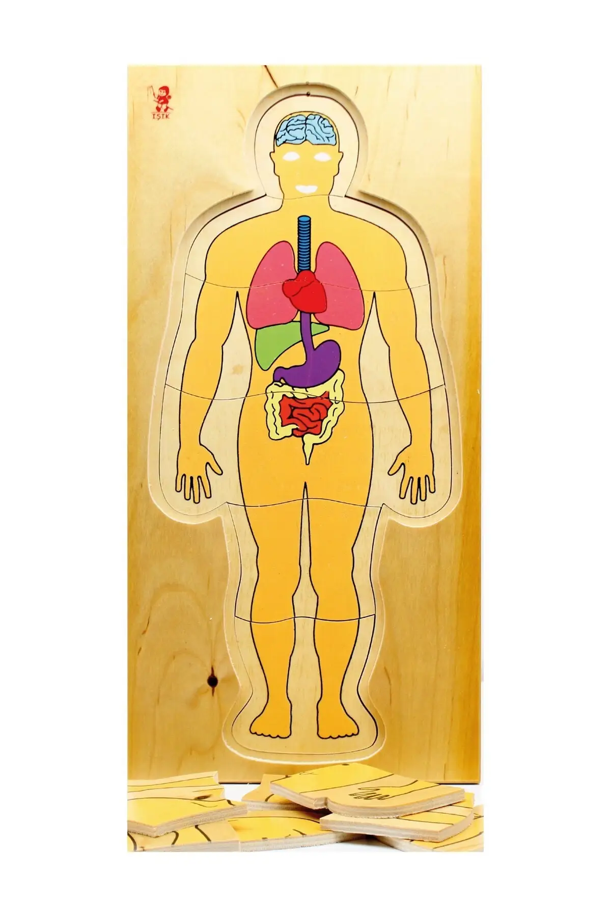 Laag Menselijk Vücudu Houten Puzzel Skelet Vorm Leren Birey Size Spel Voorschoolse Onderwijs Organların Training