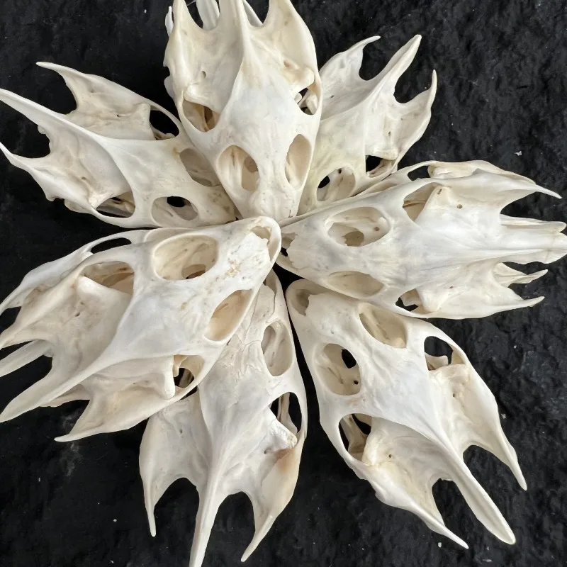 Wholesale 1-100 PCS Taxidermy Real Animal Skulls/ Real Animal Exfoliate Specimen/ Real Bone Decoration
