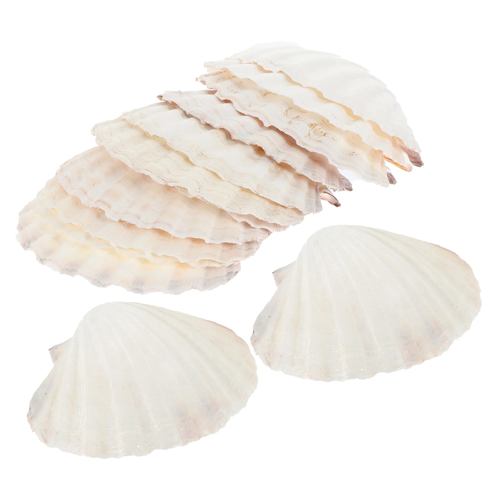 

20pcs Natural Seashell Dinnerware Set: Heat Resistant Scallop Shells For Baking Grilling Seafood Serving Diy Craft Decor