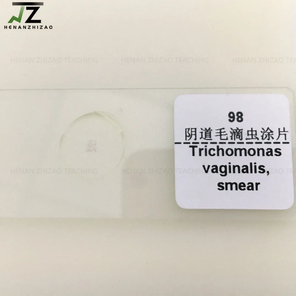 1 Piece Trichomonas Vaginalis Smear Human Parasites Prepared Microscope Slides for Sale