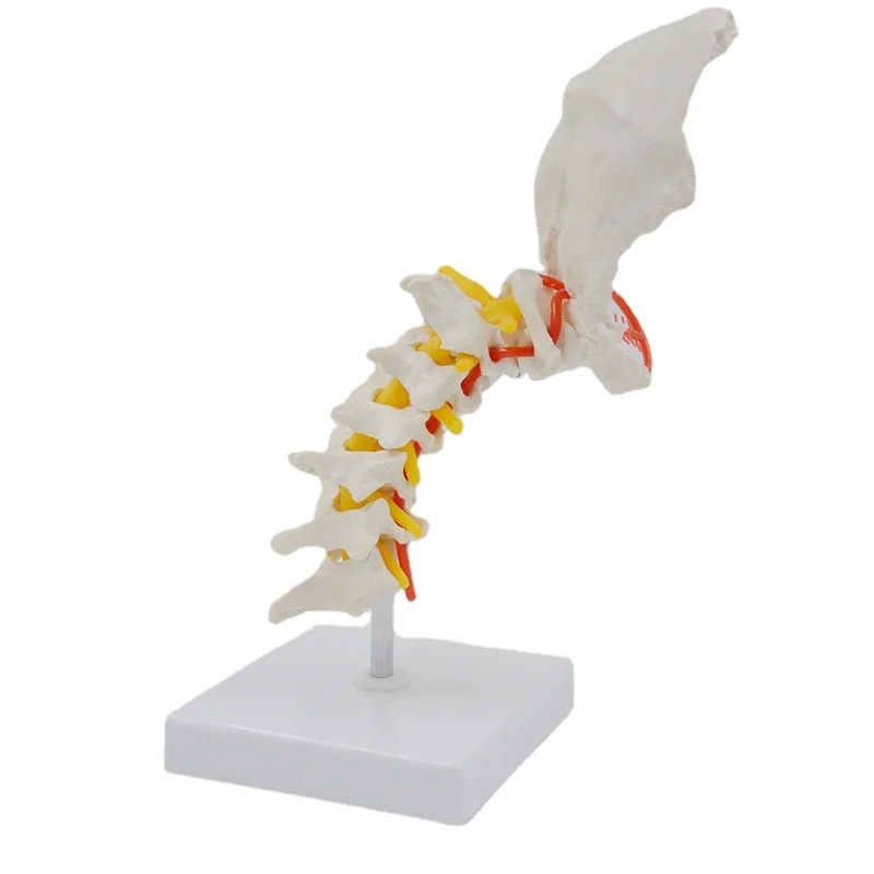 Supply Flexible 7-section Cervical Vertebra Model PVC Material Human Skeleton Model Cervical Vertebra Model