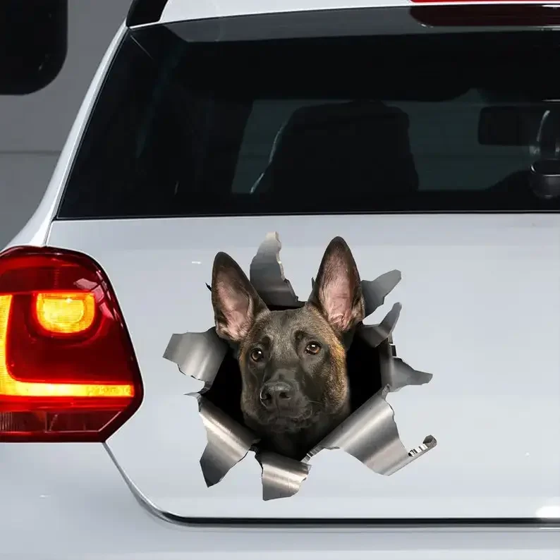 

Belgian Malinois car sticker, Belgian Malinois decal, Belgian Malinois magnet