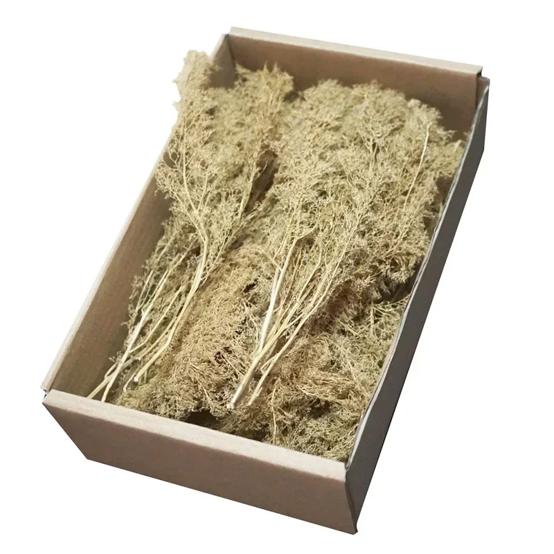 The Dutch Dry Flower Tree Model Building Sand Table with Thorny Quinoa, DIY Scenario