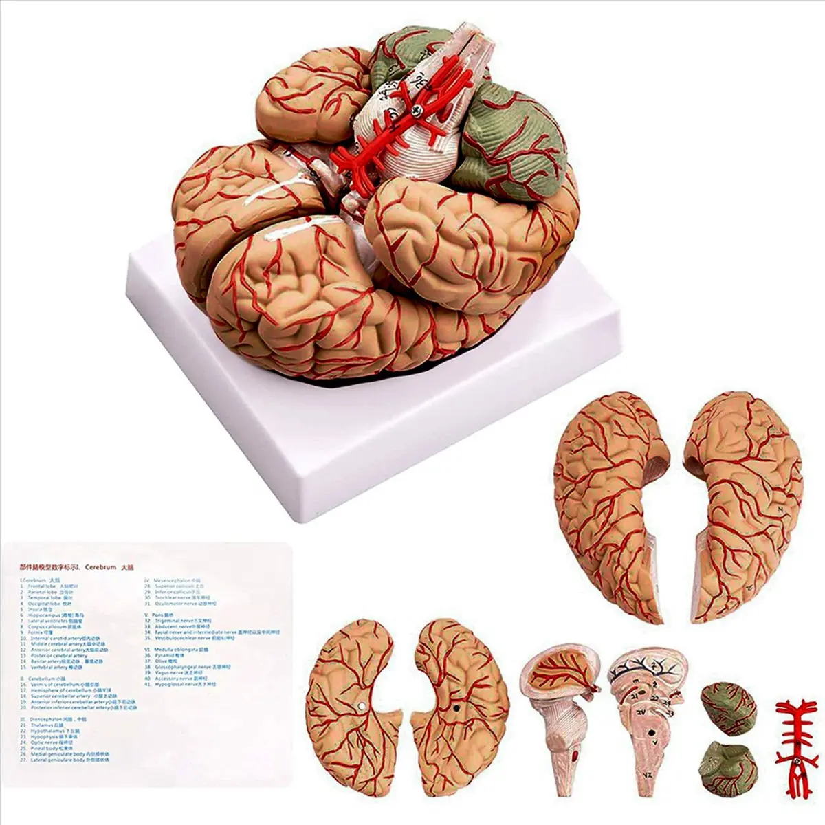 【Limited Offer】Human Brain,Life Size Human Brain Anatomy Model with Display Base, for Science Classroom Study & Teaching Display