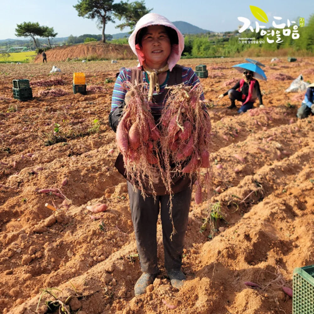 Nature's Bounty Haenam Honey البطاطا الحلوة درجة خاصة 3 كجم، 5 كجم، 10 كجم تشكيلة اختر واحدة #4