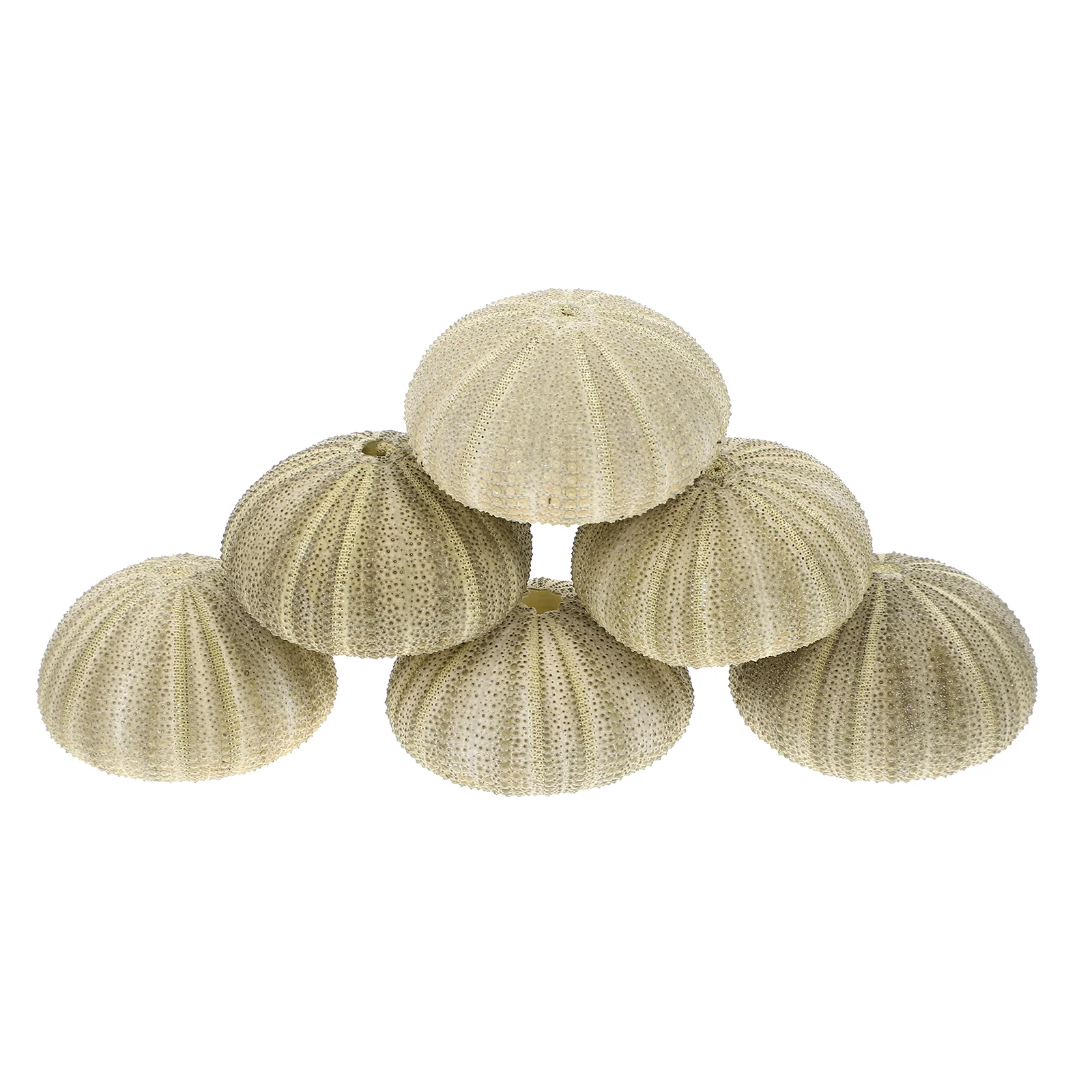 6 Pcs Potted Plant Sea Urchin Air Seashells Terrarium Fish Tank Tabletop Decor Gardening Decorations