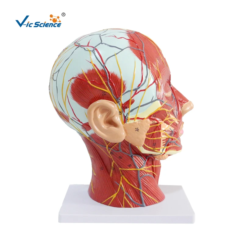 

Education Advance Plastic Sagittal Section Is Attached With Vessels And Nerves Superficial Nerve Human Head Mode