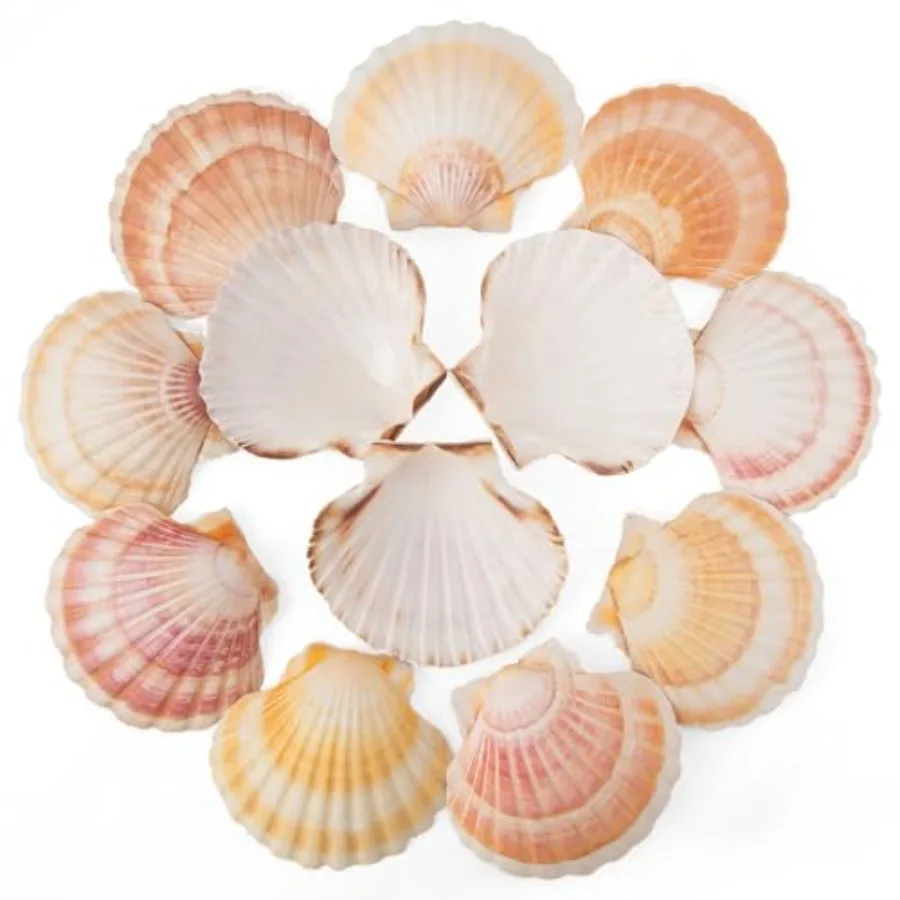 

6PCS Scallop Shells 4''-4.5" tural Sea Shells Yellow and Pink Hawaiian Scallop Shells for Baking Craft Home Vase Fillers and Be