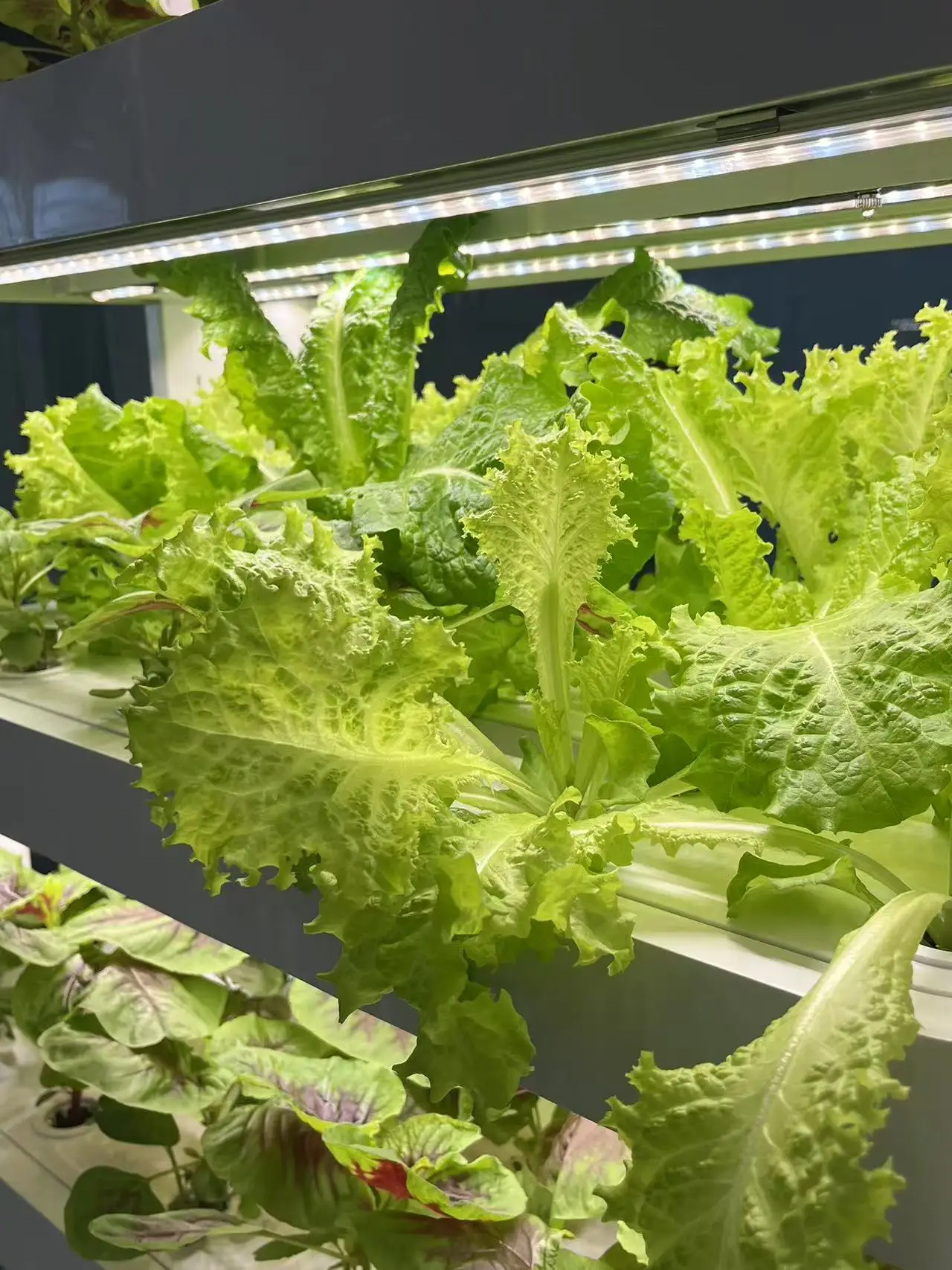 نظام النمو المائي الذكي الداخلي للآلة، نمو المائية الذكية المباشرة من المصنع