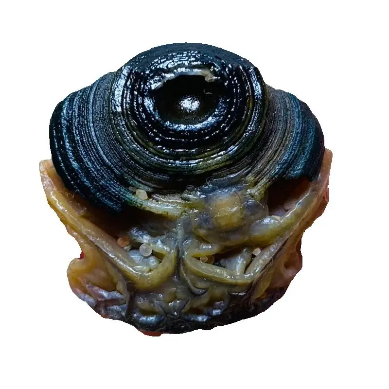 Natural Gobi Desert Agate Stones Healing Crystal for Witchcraft Divination Reiki Healing Home Decor