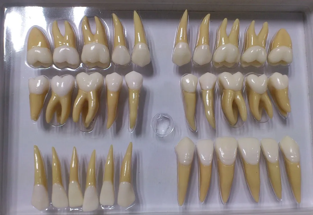 Dentals model 32pcs teeth two color model dentals teaching tooth model