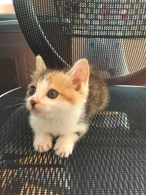 

Комплект из 1 предмета: пластиковый держатель для телефона с гравитационным креплением для Nissan Qashqai J10 (2008-2015)