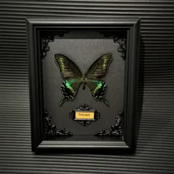 Real framed butterfly specimen Home Decor Gift Collection Wooden Shadow Display Box