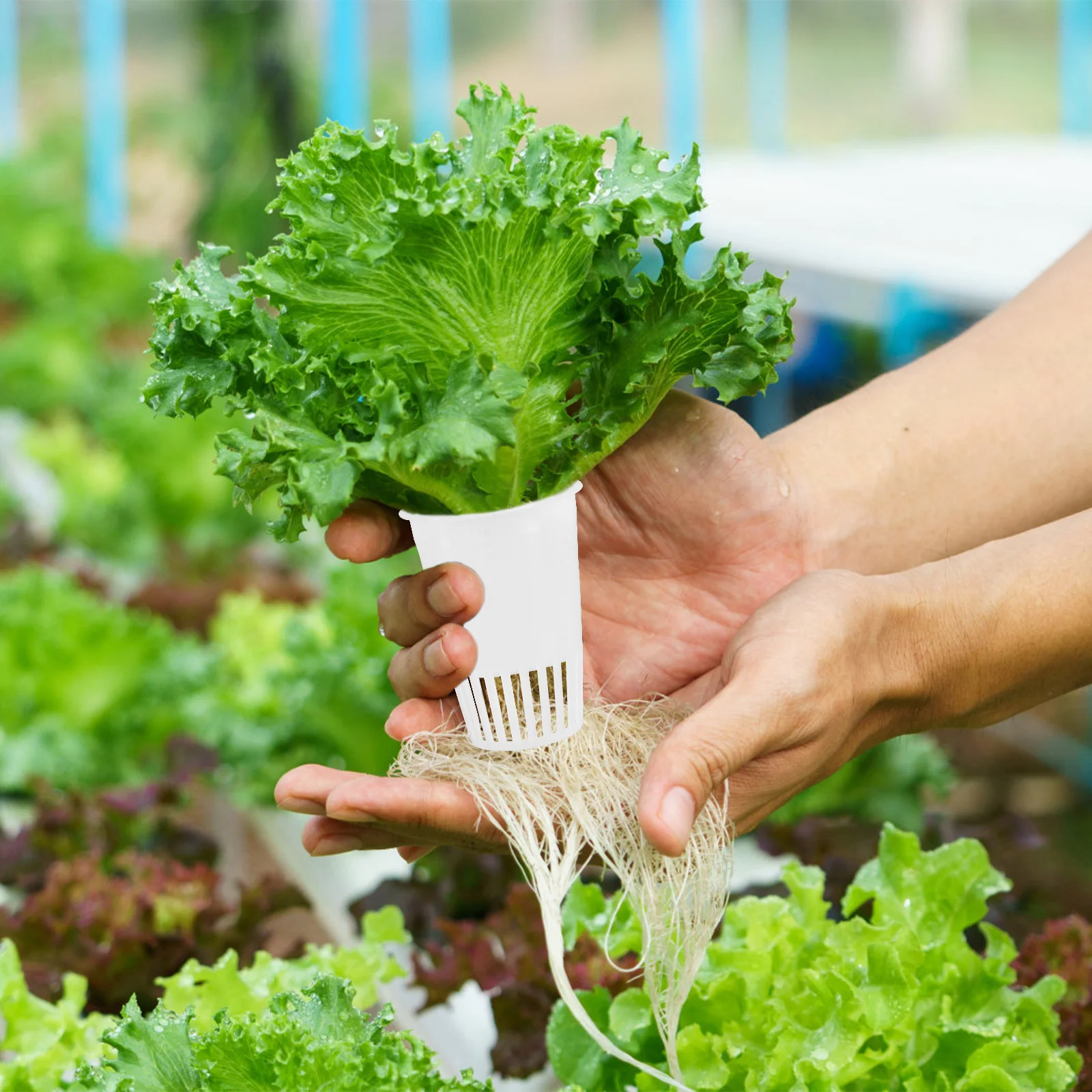 

30 шт., корзина для посадки, гидропонные чашки для выращивания для сада, теплицы, овощей, беспочвенный инструмент для выращивания корней, аэрации, дренажа