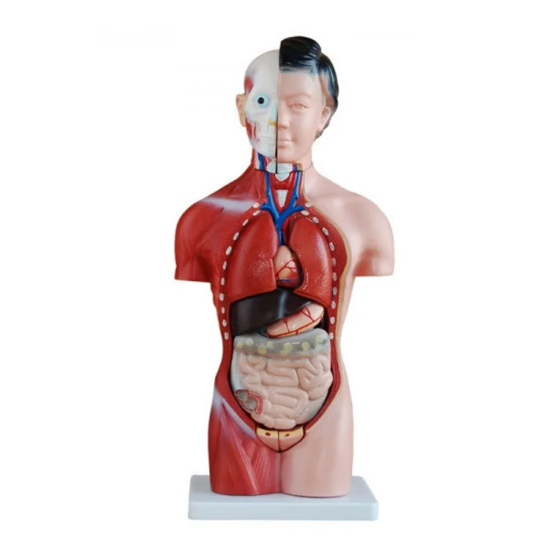 

Female Torso Mannequin (15 Pieces) 42cm BIX-A1044
