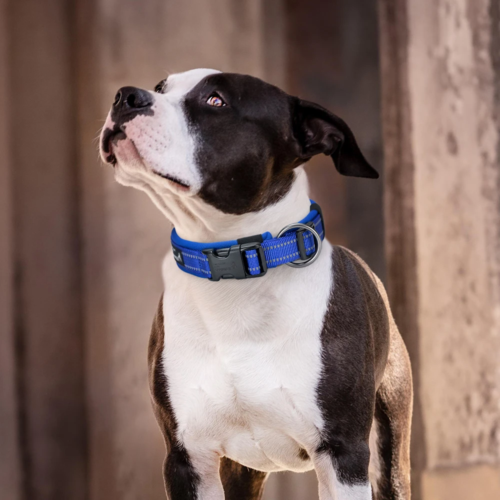 Reflective Dog Coll…
