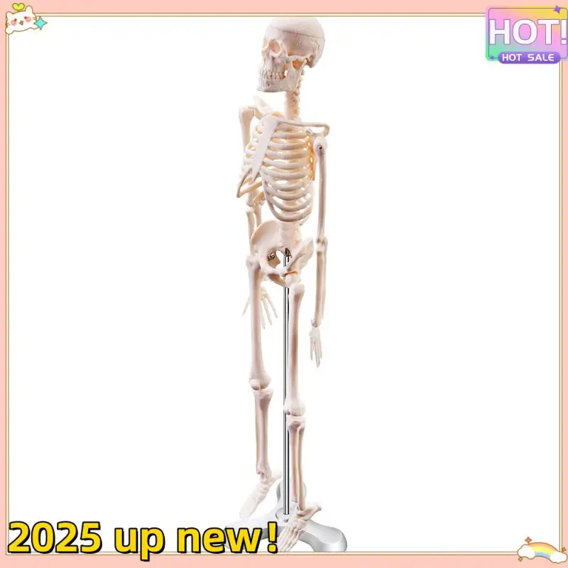 

Classy-45CM Human Anatomical Anatomy Skeleton Model Poster Learn Aid Anatomy Human Skeletal Model