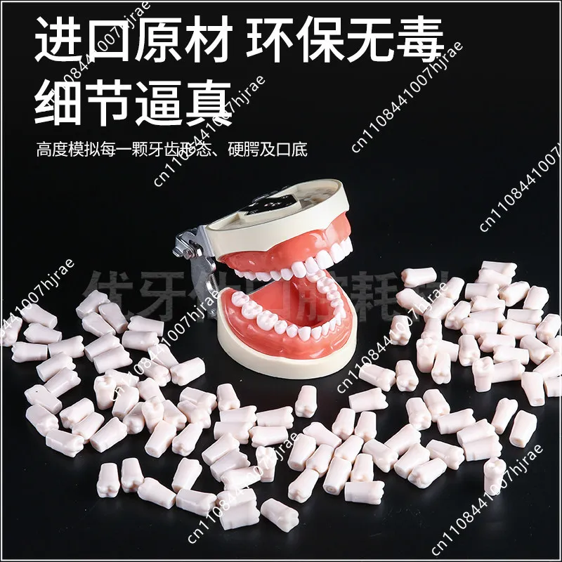 32 Tooth Preparation Model Resin Material Stomatology Teaching Exam Practice Model Tooth Removable