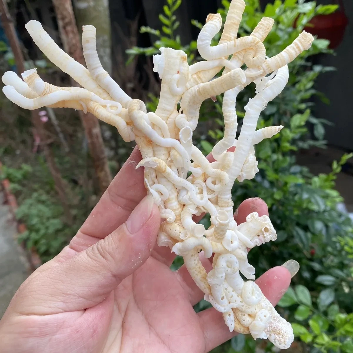 Natural Original Ishiyuan Mine Coral Jade Natural Tube Snail Specimen Coral Conch Shell Diy Home Furnishing Aquarium Landscape