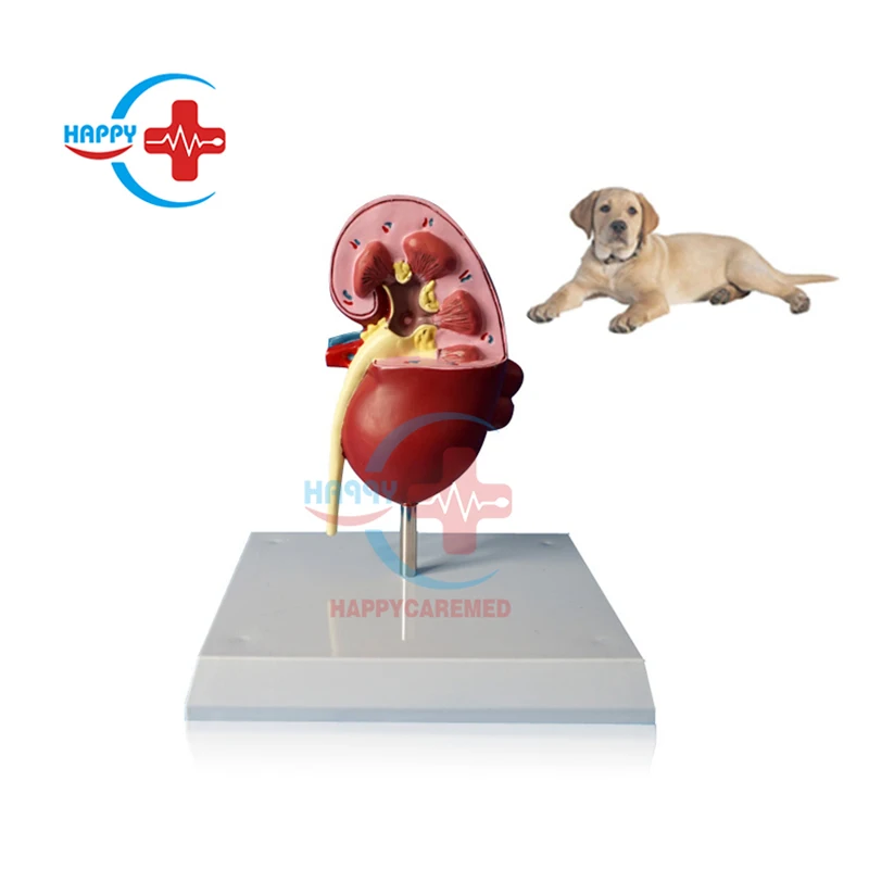 HC-R127 Veterinary training animal organ teaching model dog kidney anatomy model