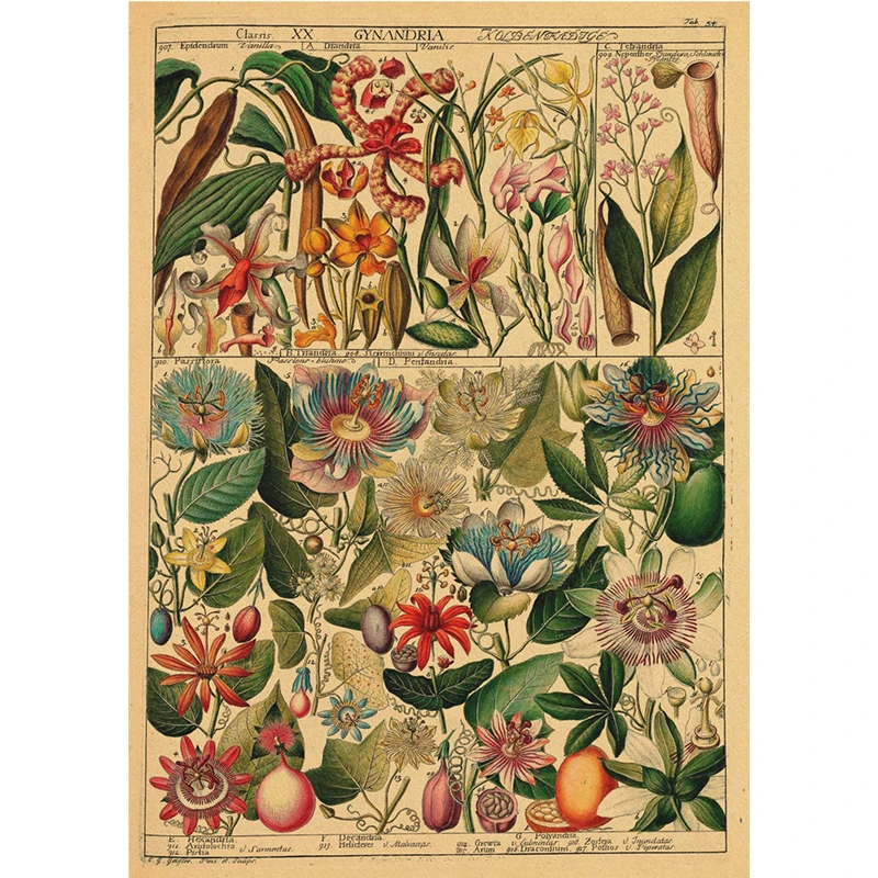 Botanical Illustration Kraft paper Poster Fruit Plants Flowers Prints Vintage Home Room Kitchen Garden Decor Art Wall Painting
