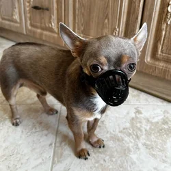 Muselière Anti-aboiement pour chiens, 7 tailles, pour petits, moyens et grands chiens, masque buccal réglable, Anti-morsure, jouets d'entraînement, accessoires pour animaux de compagnie