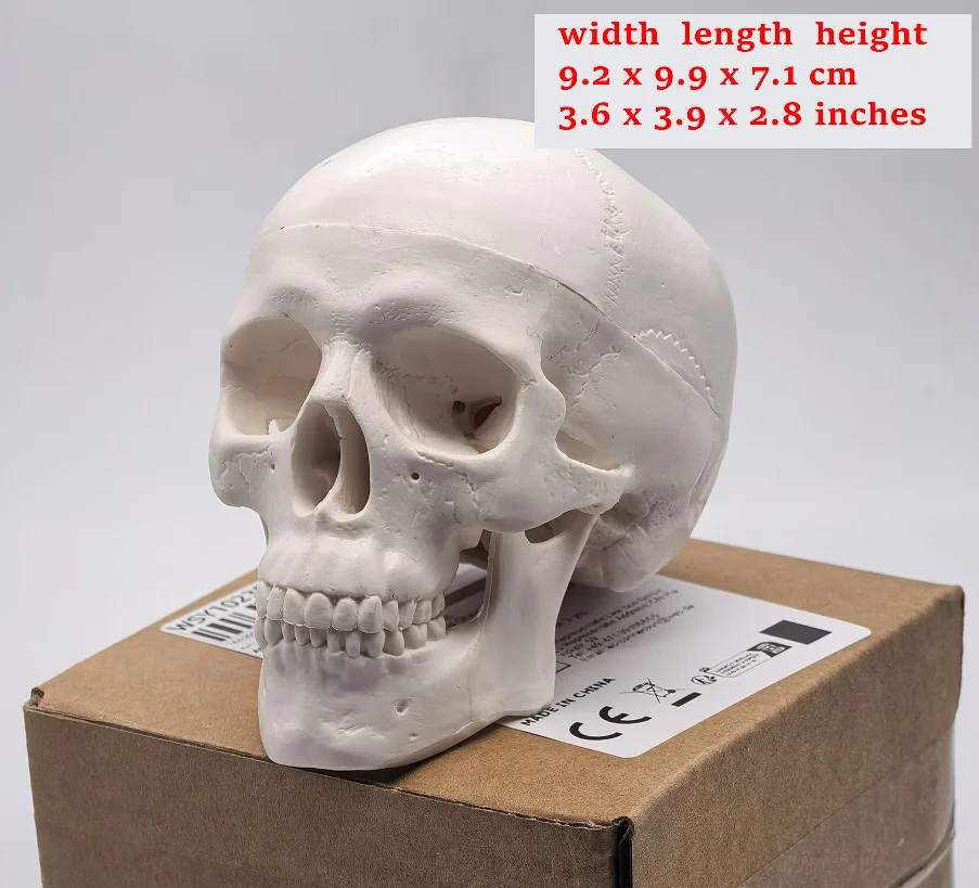 small Human Skull Model - Anat - Science For K1 review and price