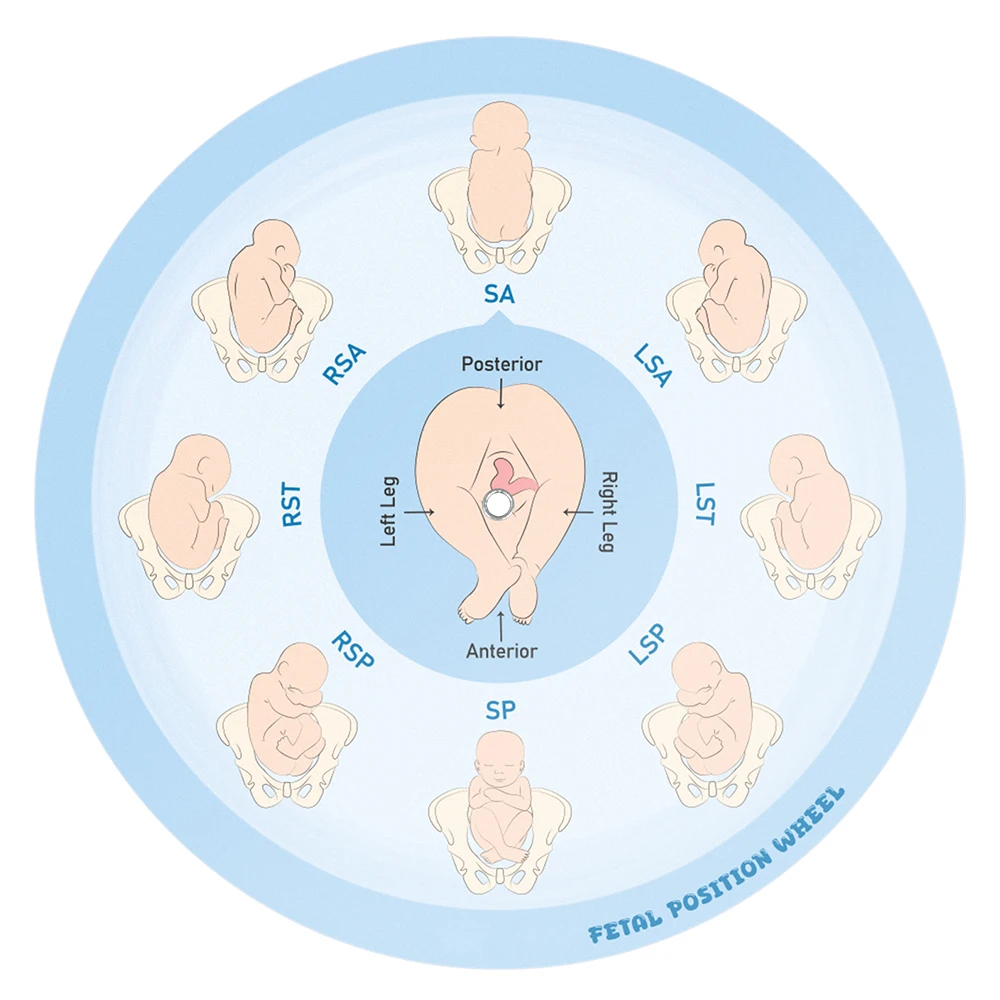 Fetal Position Wheel, Pregnancy Wheel, Corrected Foetal Circulation