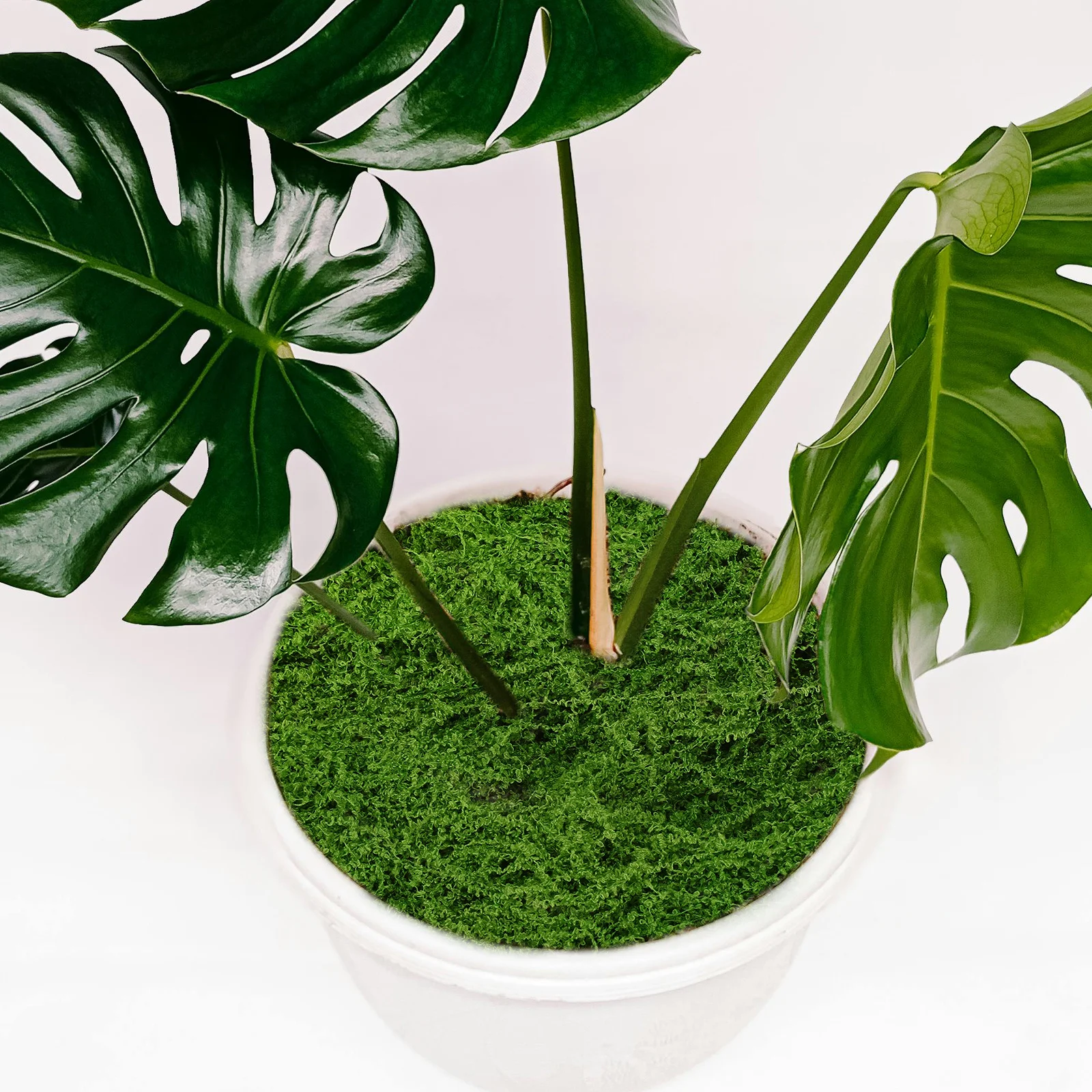 

200G Artificial For Crafts: Bulk Fake Moss Decor For Terrariums Micro Landscapes Indoor Plants Wall Art Faux Greenery Craft