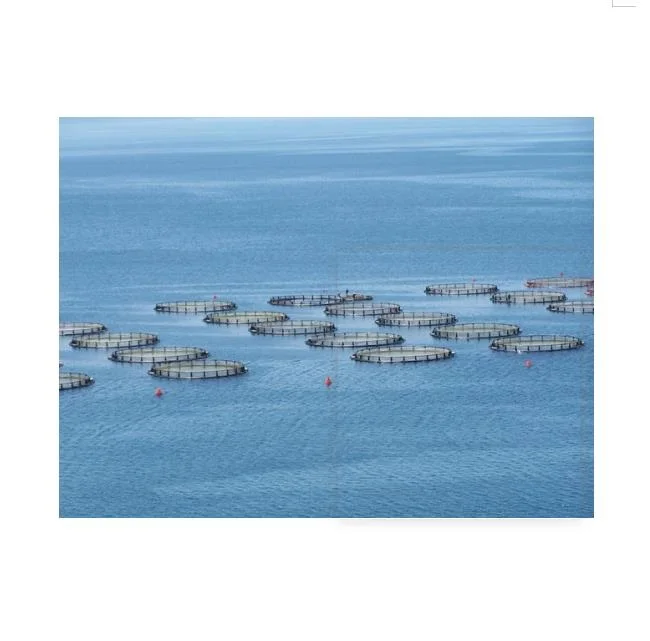 Strengthened 4-8 Holes Automatic Fishing Net