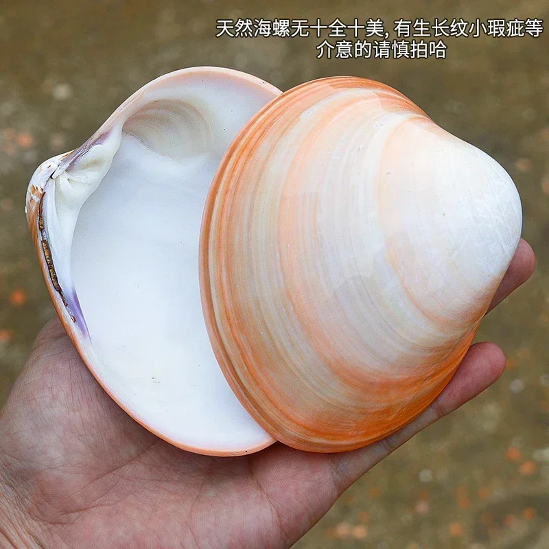 Natural Pink Clam Pink Large Shell Fish Tank Landscaping Home Decoration Collection Ornaments