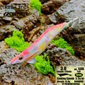 3.0 506 RAINBOW