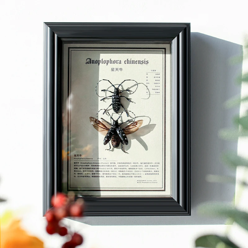 

Decorative Paintings of Real Insect Specimens Frame Artworks Display Frames Sculpture Home Decor Living Room Decoration