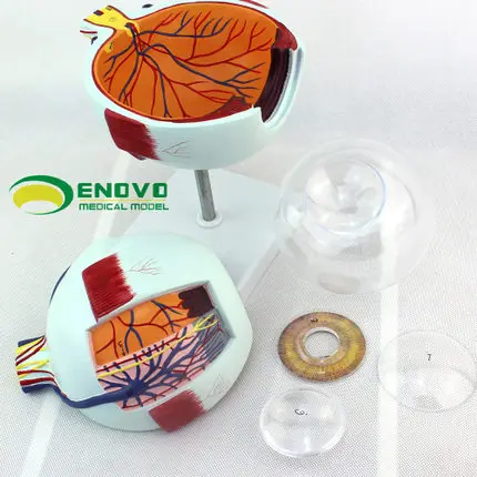 

Anatomy of human eye anatomy of the eye