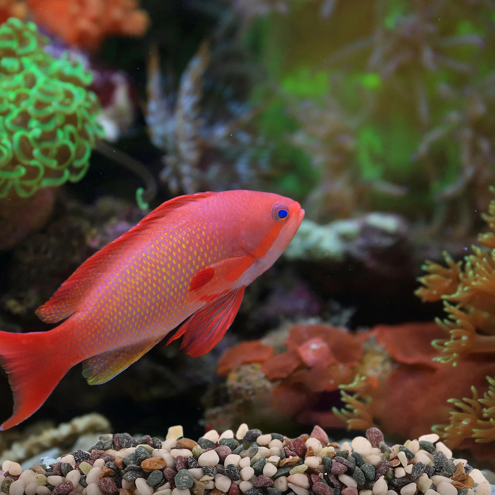 

Natural Aquarium Gravel 3-6Mm Stream Stones Decorative Fish Tank Bottom Stone Small Pebbles for Indoor Plants Aquarium