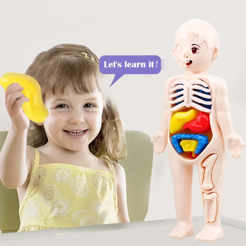 Montessori Toys Children Science Education Human Body Organ Anatomy Model DIY Assembled Medical Toys Teaching Tools Child Kids