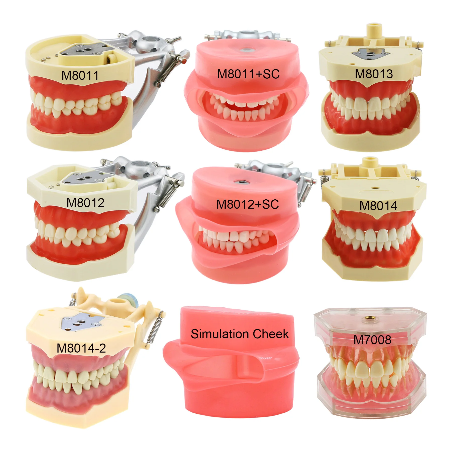 Standard stomatologiczny Model zębów praktyka przywracania implantu patologia choroby endodontyczne leczenie kanałowe badanie typodontu Demo