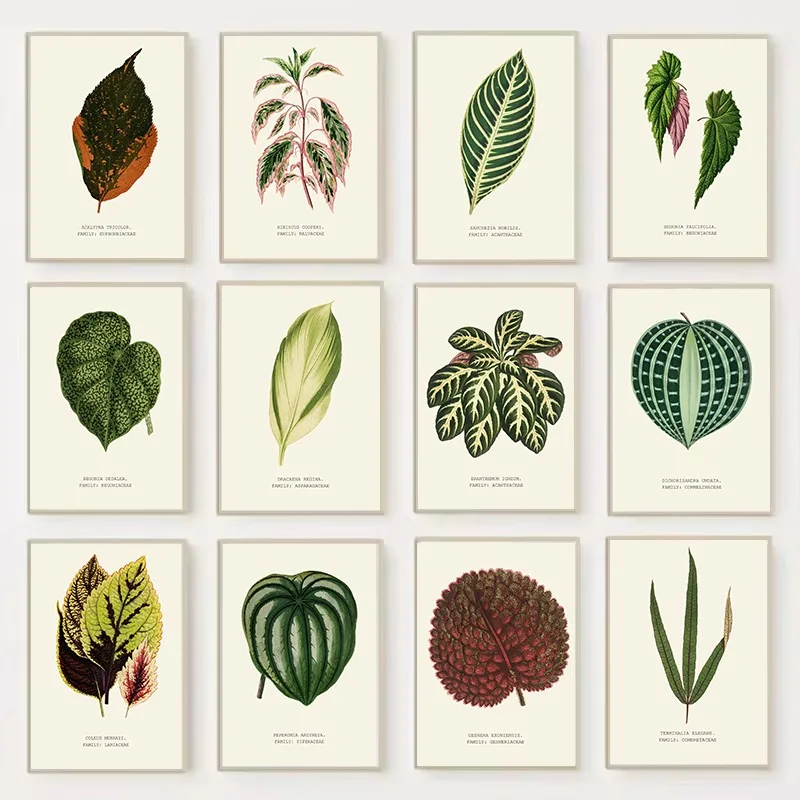 Botanical Leaf Specimen Poster Vintage Foliage Illustration Canvas Painting Wall Art for Office Room Home Decor Plant Lover Gift