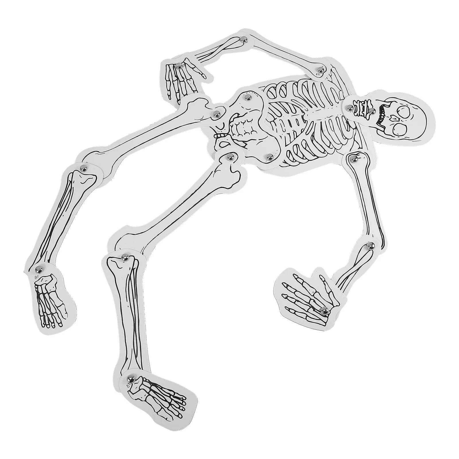 Bone Assembly Model Fake Skeletons Bones Skeletal Cognition Paper Human Organ Anatomy