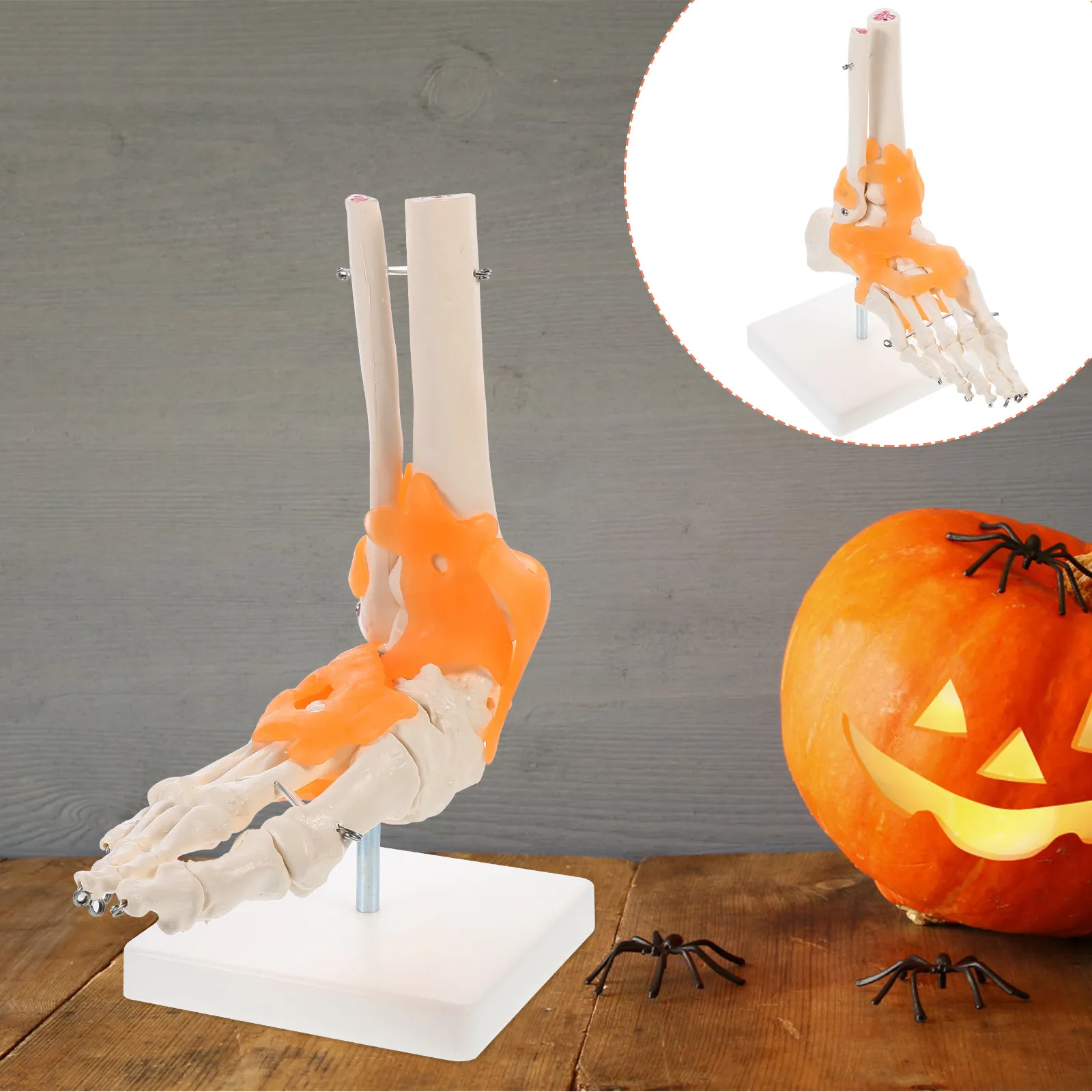 1Pcs Anatomically Correct Human Foot Joint on Base Educational Scientific Teaching Aid Foot Joint