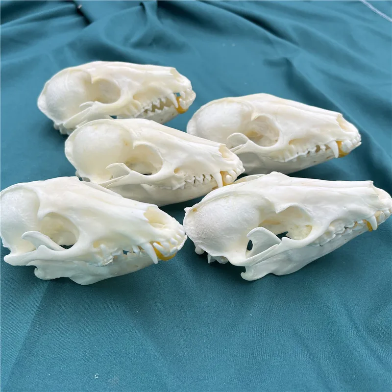 

1pcs Pure Natural Taxidermy Vulpes Raccoon Skull Taxidermy Real Bone Skeleton Christmas Decoratio