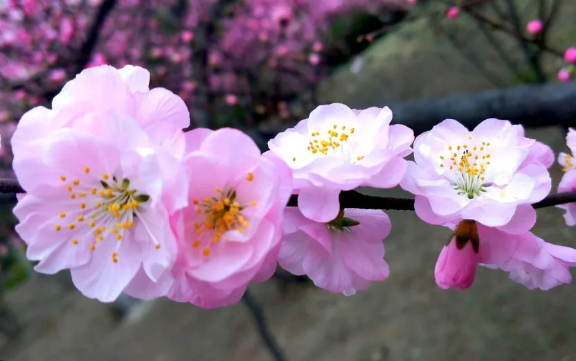 

RS RC Metal 1.9" Beadlock Wheel Rim Tire Set for 1/10 RC Crawler Car Axial SCX10 Wraith RR10 Capra Traxxas TRX4 YK4082 YK4083