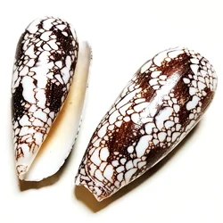 2 Pieces Omaria Cone Natural Conus Omaria Shells Rare Conch Specimen Collection Nautical Handicraft Decoration Vase Filler
